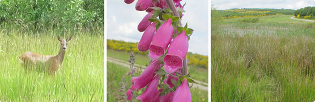 As Pontes flora y fauna