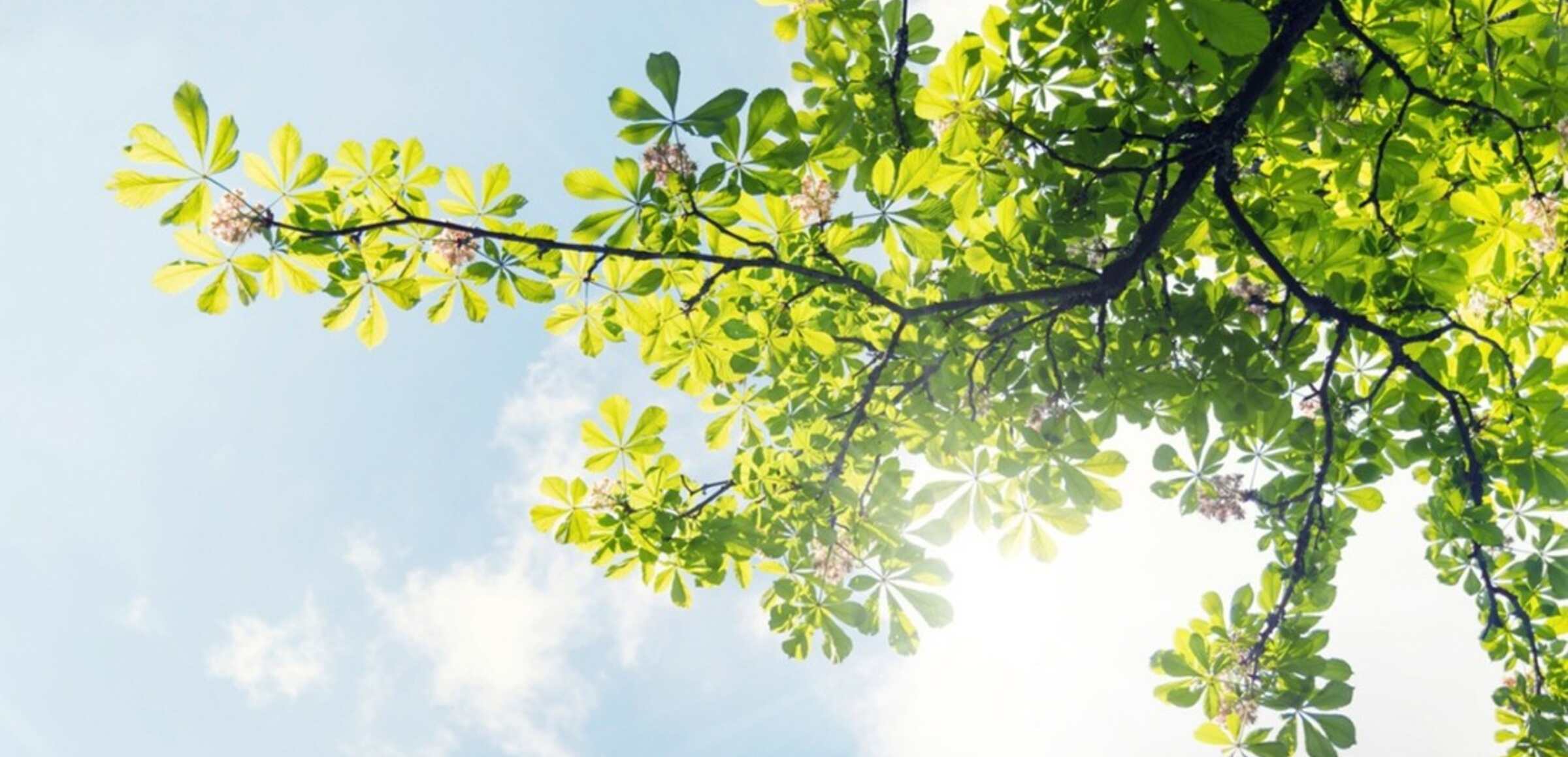 arbol con fondo de cielo