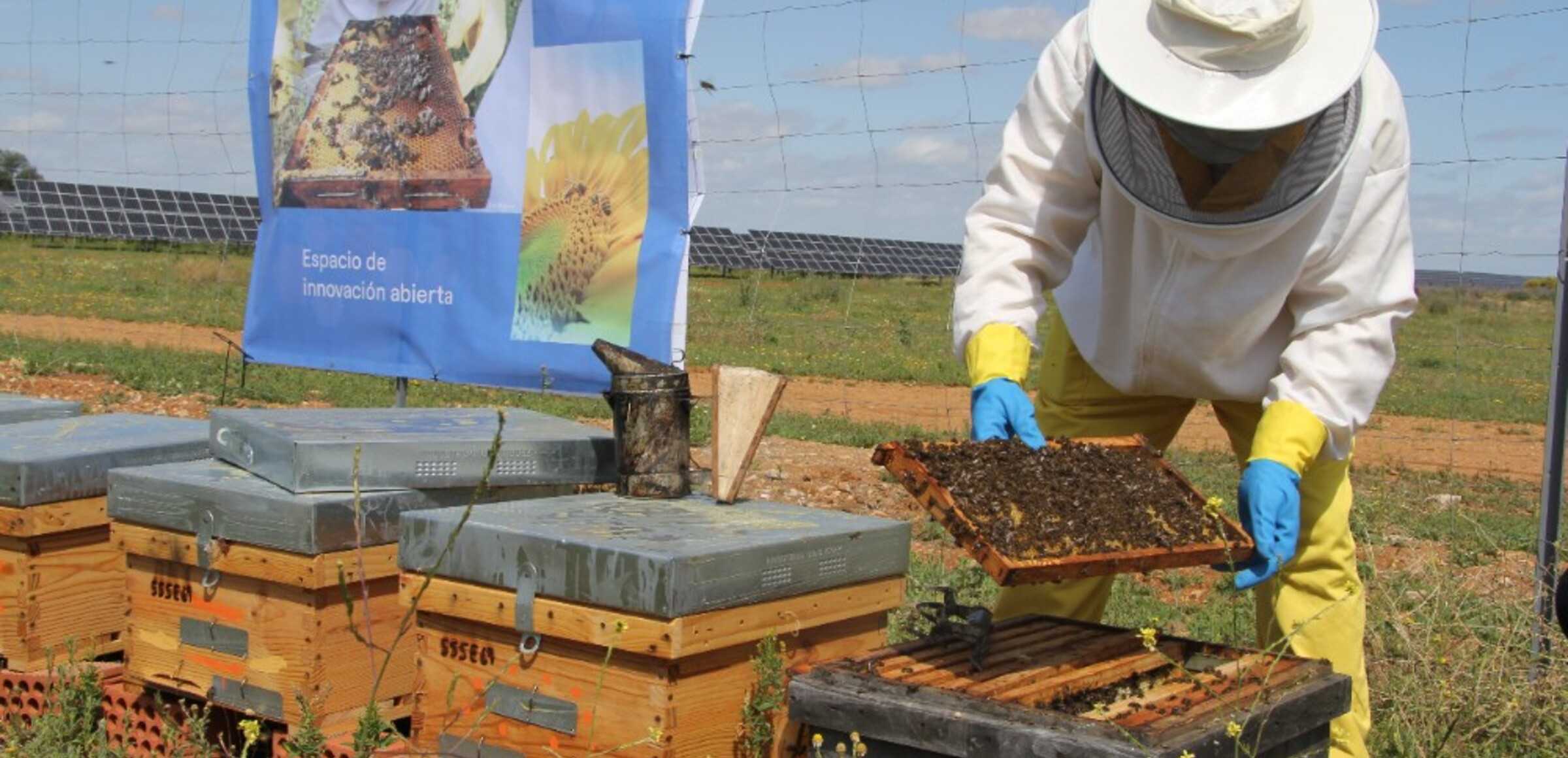 Apiario solar